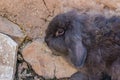 Fluffy rabbit sitting on the stones