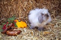 Fluffy rabbit sitting in straw Royalty Free Stock Photo