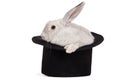 Fluffy rabbit in top hat Royalty Free Stock Photo