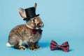 fluffy rabbit with a top hat on next to a bowtie on blue backdrop Royalty Free Stock Photo