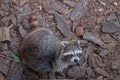 Fluffy raccoon with gray-brown fur and striped tail sitting on hind legs on pieces of dry bark and looking up from below