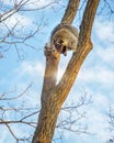 Fluffy raccoon sits high up on a tree and watching.