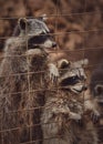 Fluffy raccoons in a cage stretch their paws and ask for food. Royalty Free Stock Photo
