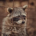 Fluffy raccoons in a cage stretch their paws and ask for food. Royalty Free Stock Photo