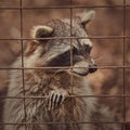 Fluffy raccoons in a cage stretch their paws and ask for food. Royalty Free Stock Photo