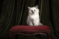 Fluffy ragdoll baby cat sitting on a classic pouf in a classic still life setting Royalty Free Stock Photo