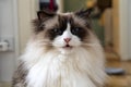 Close-Up Portrait of a Fluffy Ragdoll Cat with Blue Eyes Royalty Free Stock Photo