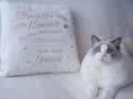 Fluffy Ragdoll cat with cushion. Royalty Free Stock Photo