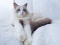 White fluffy ragdoll cat with blue eyes. Royalty Free Stock Photo