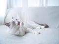 Fluffy Ragdoll cat tongue out. Royalty Free Stock Photo