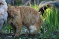 Fluffy red cat