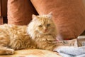 Fluffy red cat gets a gift from a package lying on the couch among the pillows Royalty Free Stock Photo