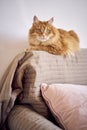 fluffy red cat with green eyes lies on the back of the sofa Royalty Free Stock Photo