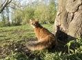 Fluffy red cat with green eyes Somali breed walks on green grass Royalty Free Stock Photo