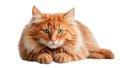 Fluffy red cat isolated white background Royalty Free Stock Photo