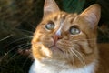 Fluffy red cat looking up and thinking about something Royalty Free Stock Photo
