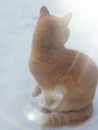 fluffy red cat sits in the snow on a sunny winter day at outdoor. Vertical mobile photo with highlights and highlights