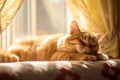 Fluffy red cat sleeps near the window