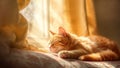 Fluffy red cat sleeps near the window Royalty Free Stock Photo