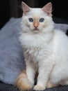 Fluffy red and cream ragdoll kitten stares with blue eyes. Coat type is also known as flame point