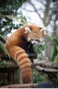 Fluffy red cute panda eating leaves Royalty Free Stock Photo