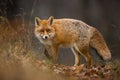 Fluffy red fox looking back on foliage in fall nature Royalty Free Stock Photo