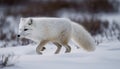 Fluffy red fox walking in winter forest generated by AI Royalty Free Stock Photo