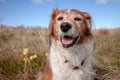 Fluffy red haired collie dog resting among dune grasses at Pouawa Beach, Gisborne, NZ Royalty Free Stock Photo