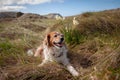 Fluffy red haired collie dog resting among dune grasses at Pouawa Beach, Gisborne, NZ Royalty Free Stock Photo