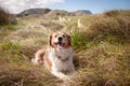Fluffy red haired collie dog resting among dune grasses at Pouawa Beach, Gisborne, NZ Royalty Free Stock Photo