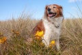 Fluffy red haired collie dog resting among dune grasses at Pouawa Beach, Gisborne, NZ Royalty Free Stock Photo