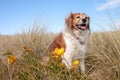 Fluffy red haired collie dog resting among dune grasses at Pouawa Beach, Gisborne, NZ Royalty Free Stock Photo