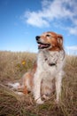 Fluffy red haired collie dog resting among dune grasses at Pouawa Beach, Gisborne, NZ