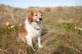 Fluffy red haired collie dog resting among dune grasses at Pouawa Beach, Gisborne, NZ