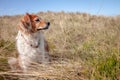 Fluffy red haired collie dog resting among dune grasses at Pouawa Beach, Gisborne, NZ