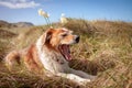 Fluffy red haired collie dog resting among dune grasses at Pouawa Beach, Gisborne, NZ