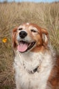 Fluffy red haired collie dog resting among dune grasses at Pouawa Beach, Gisborne, NZ