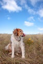 Fluffy red haired collie dog resting among dune grasses at Pouawa Beach, Gisborne, NZ Royalty Free Stock Photo