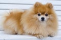 Fluffy red-haired, ginger Pomeranian spitz performs the command to lie. dog training, obedience.