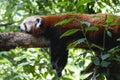 Fluffy red panda sleeping on the thick tree branch