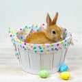 Fluffy red rabbit in a basket and colorful Easter eggs on a white table. Easter concept Royalty Free Stock Photo