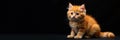 Fluffy red Scottish kitten, striking black backdrop, young, small, studio Royalty Free Stock Photo