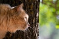 Fluffy Red Siberian Cat Sits On A Branch On A Background Of A Tree Close-up Portrait Of A Pet With A Blurred Background In Nature