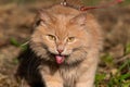 A fluffy red Siberian cat is walked on a leash or harness in very hot weather outside in summer. A pet on the verge of heatstroke