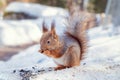 fluffy red squirrel gnaws a nut, squirrel in natural habitat in winter Royalty Free Stock Photo