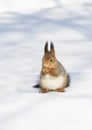 fluffy red squirrel seeking seeds on the white snow in winter Park Royalty Free Stock Photo