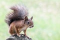 Fluffy red squirrel sitting on the bench in summer park Royalty Free Stock Photo