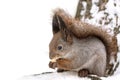 Red squirrel sitting in snow near tree in park and eating nut Royalty Free Stock Photo