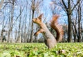 Fluffy red squirrel standing in green grass on spring park Royalty Free Stock Photo