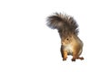 Fluffy red squirrel on white background